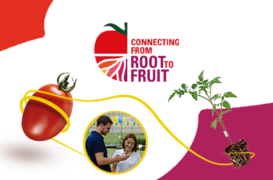 connecting from root to fruit