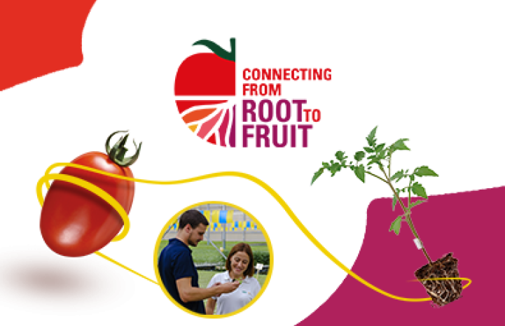 connecting from root to fruit